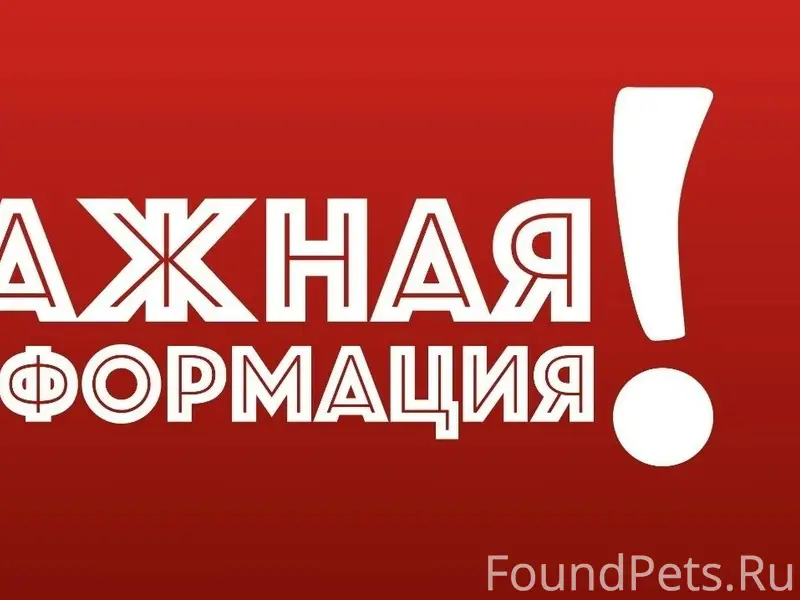 Пропала собака светлого окраса, Хлебозаводской проезд
