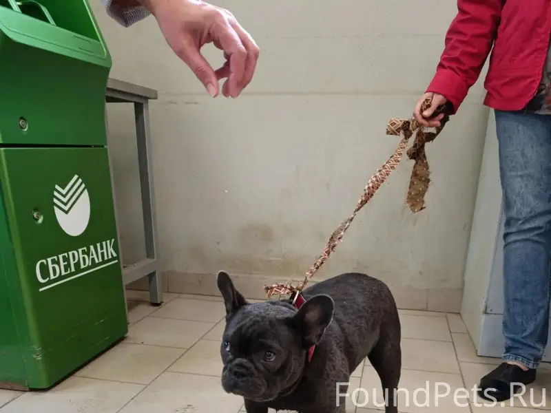 Найдена собака, территория больницы