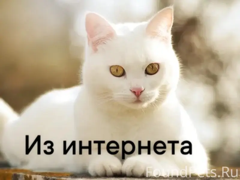 Найден кот, Новосибирск, около ЗАГСа