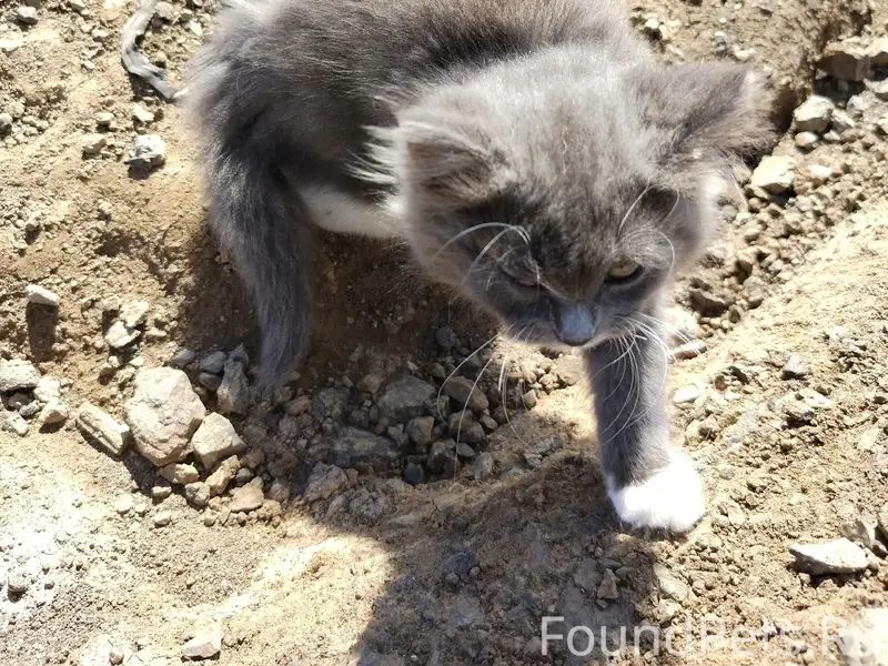 Найден котёнок, Заречная