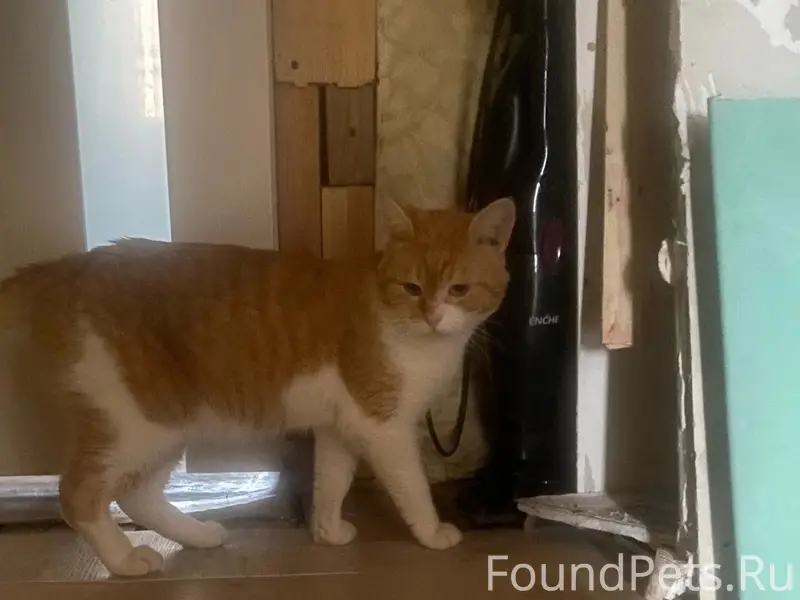 Пропал кот Феликс, Трубичино