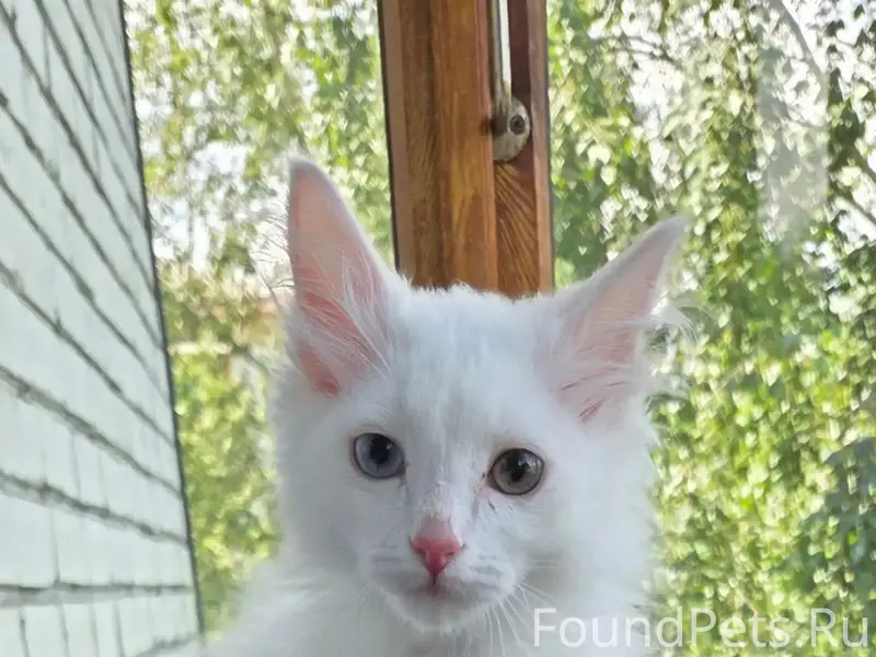 Найден котёнок, Асбест, ул. Мира, 11