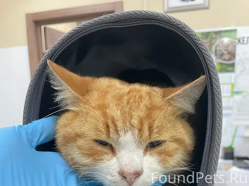 Найден кот с ошейником, ДоброВет