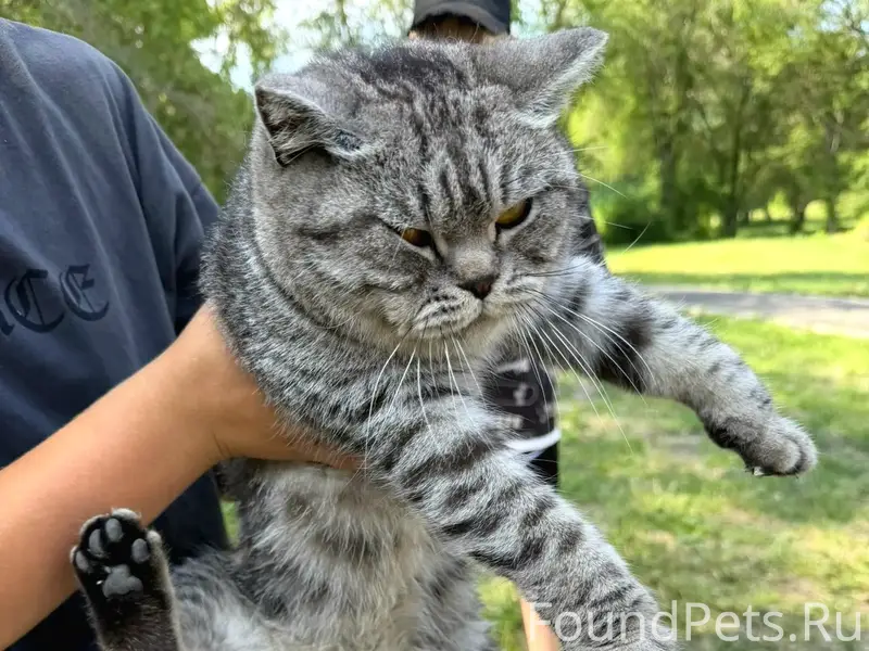 Найдена шотландская кошка, улица Г. Исакова, 227