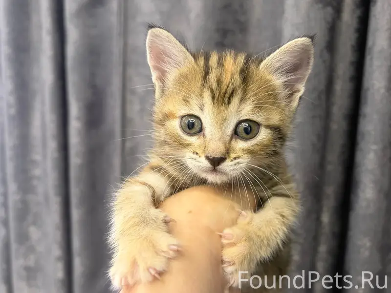 Найден котёнок-кошечка, примерно 1,5 месяца
