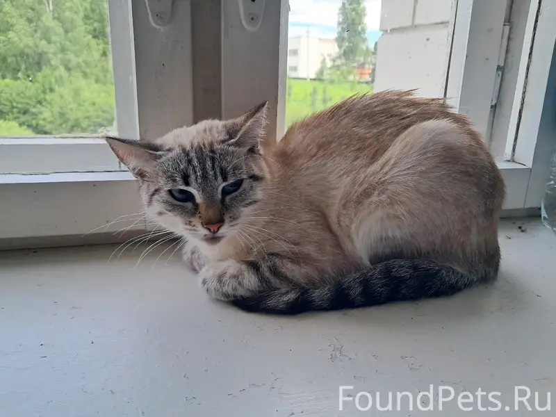 Найден кот, Школьная 6