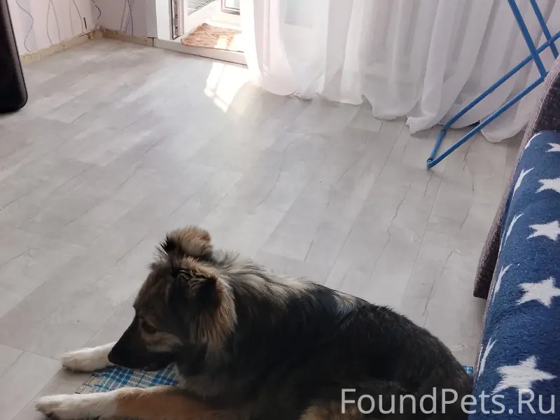 Пропала собака Симка