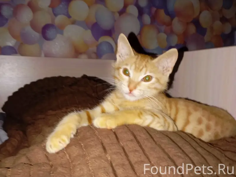 Пропал рыжий котёнок, Новое заречье