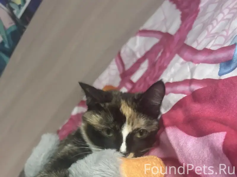 Пропала кошка Моника, 2 микрорайон