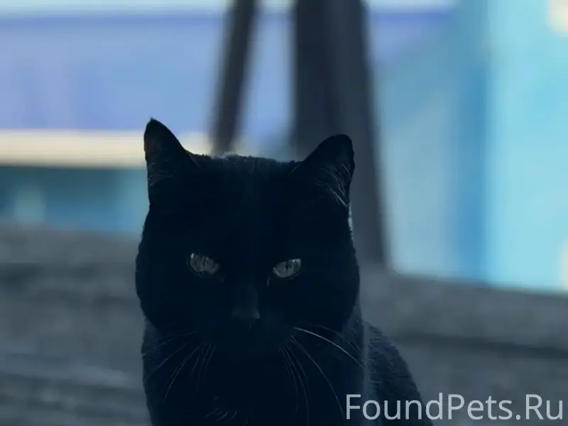 Пропал чёрный кот Снежок, район Карла Маркса