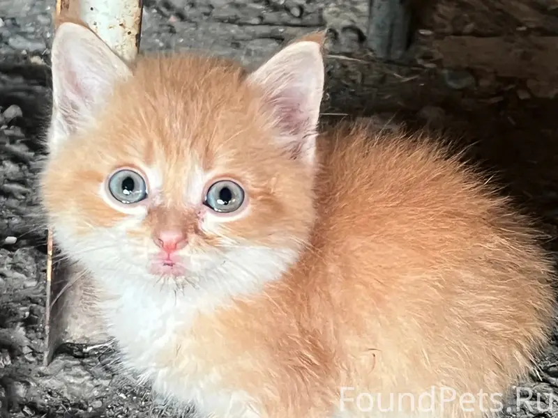 Найден котёнок, Ул. Кирова
