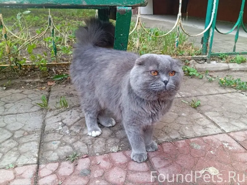 Найден котик Гермес, улица Горького