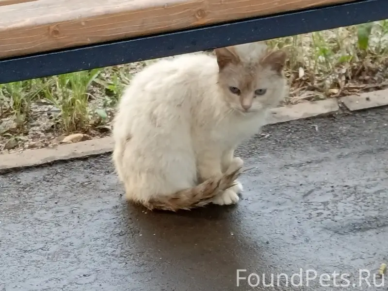Найдена кошка Гэс, 5-й комплекс