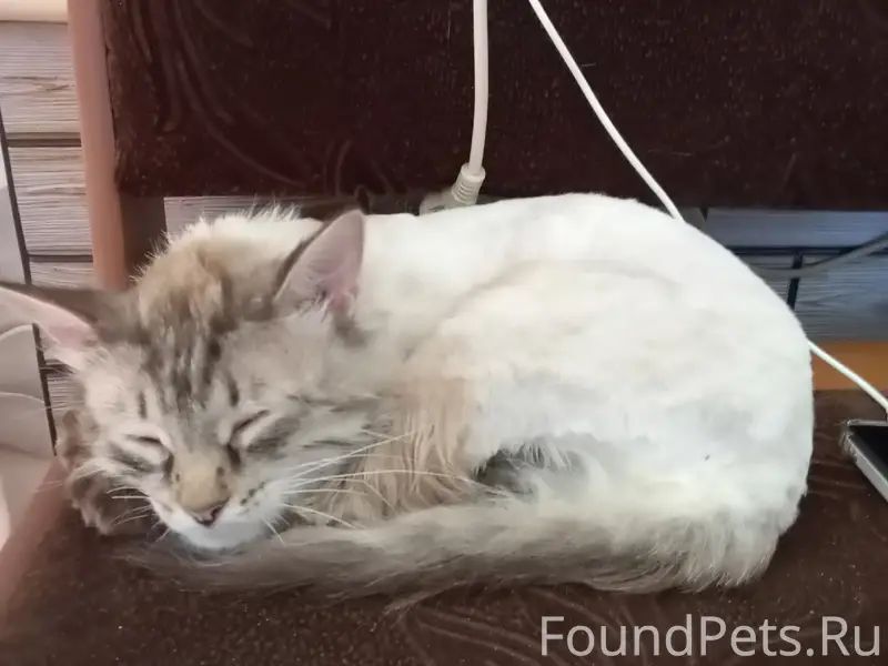 Пропал кот Котя, нижний больничный
