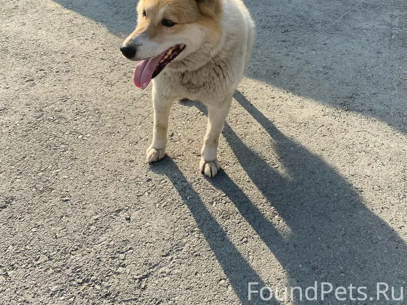 Найденна собака, у ДК Металлург