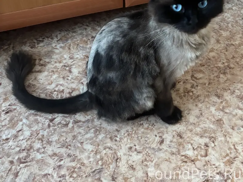 Пропала кошка Пуся, село Пристань
