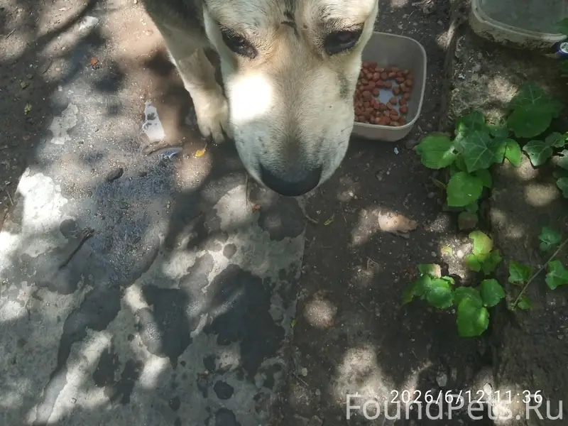 Найден большой пёс, Каменка, Симферополь