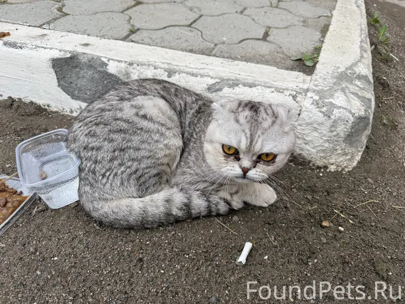 Найден котик, у ленты