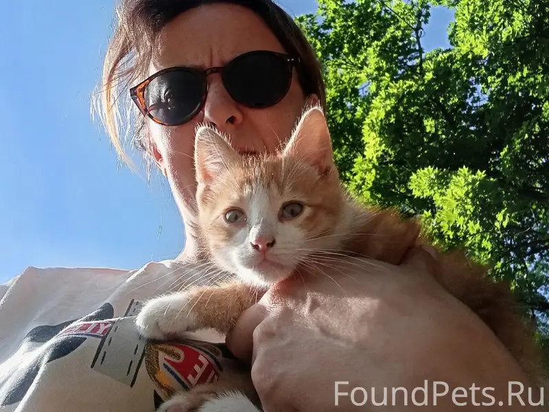 Найден котёнок, деревня Новопятницкое
