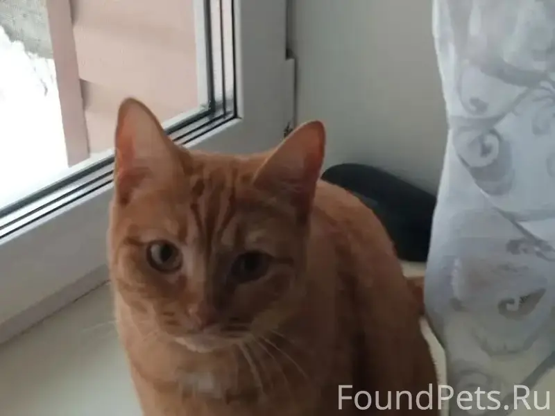 Пропала кошка Муся, район металлурга