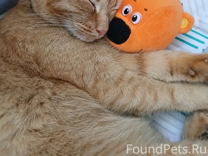 Пропал рыжий кот, место не указано