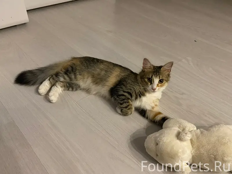 Пропала кошка Милуша, Парковская 4