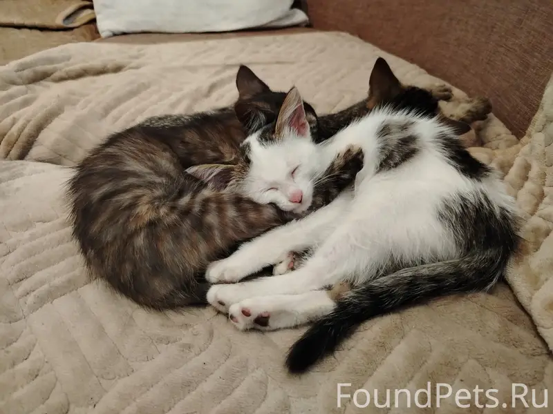 Найдена кошка (котята), лес, дорога на Свень
