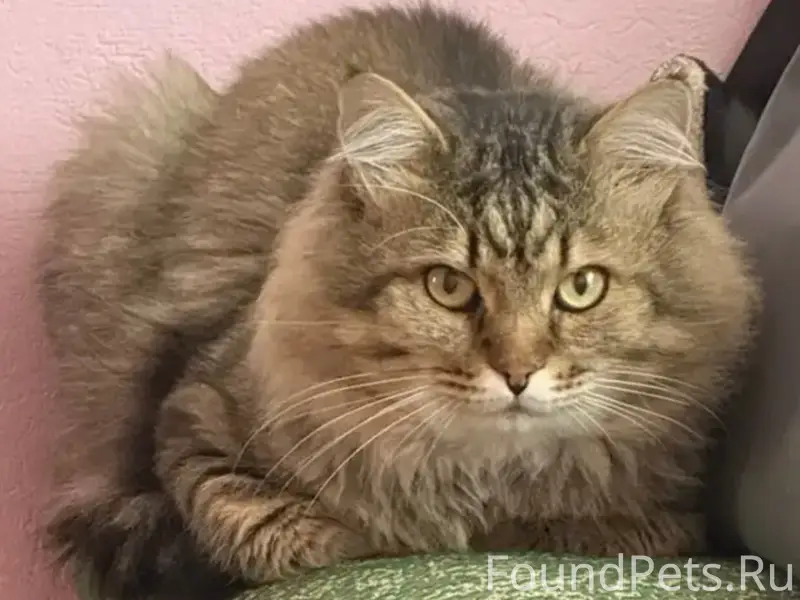 Найден кот, Октябрьский район