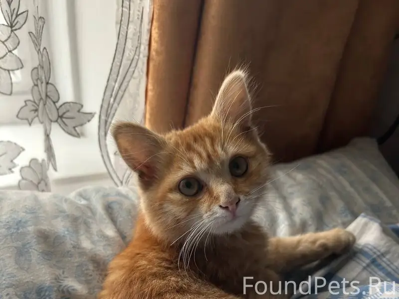 Пропал котёнок, улица Кирова