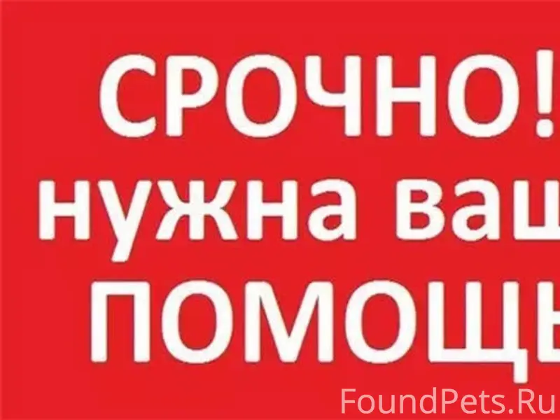 Пропала собака, район магазина Метро