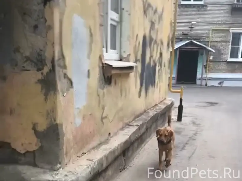 Найден щенок в шлейке, Электросталь