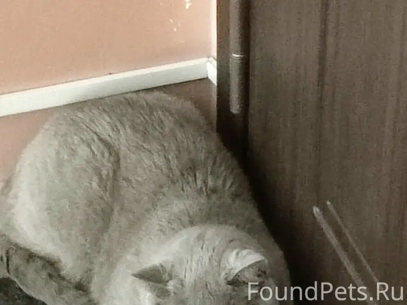Найден кот, Ленинградская 28