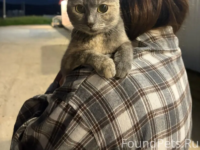 Найдена кошка, по Маяковского