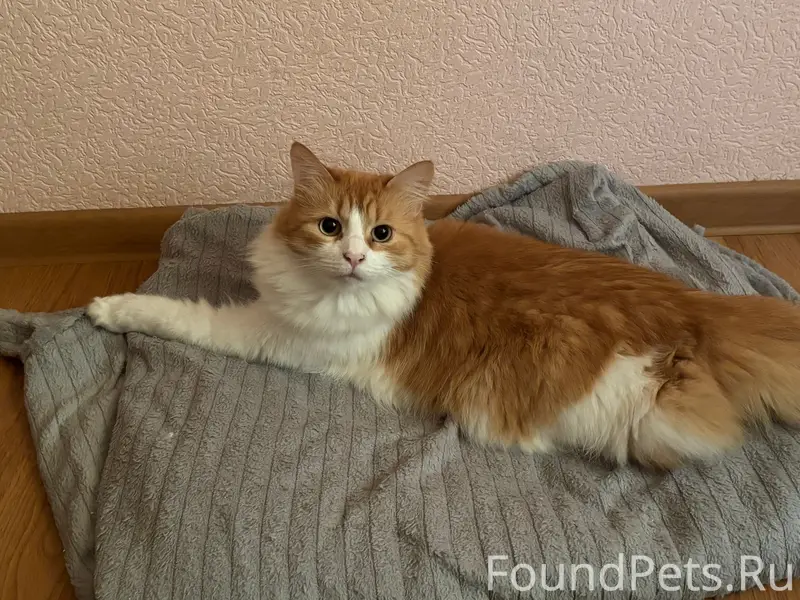 Пропал кот Беляш, частный сектор