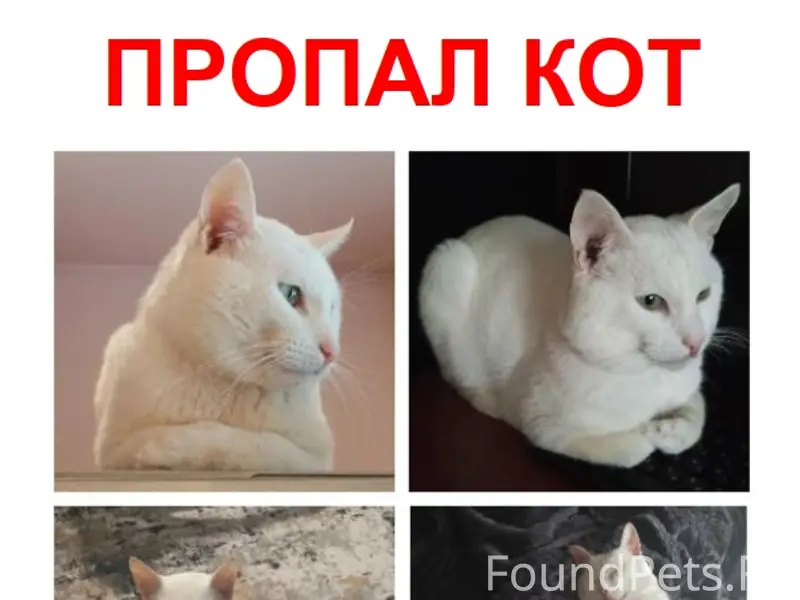 Пропал кот Виктор, Коломна