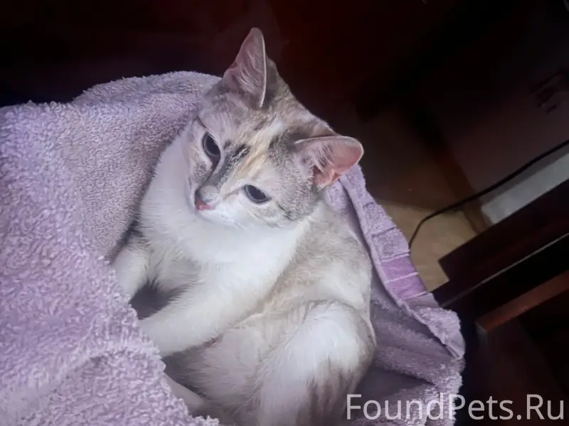 Пропала кошка Луна, деревня Кельмаксола