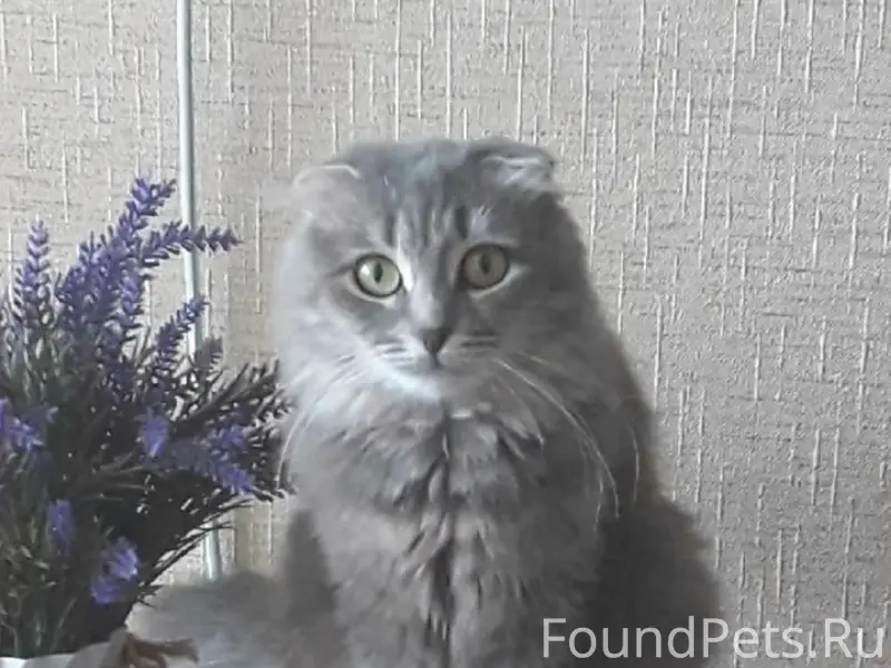 Пропала кошка, Целина