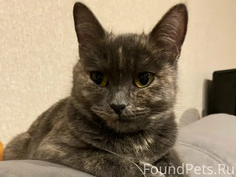 Кошка