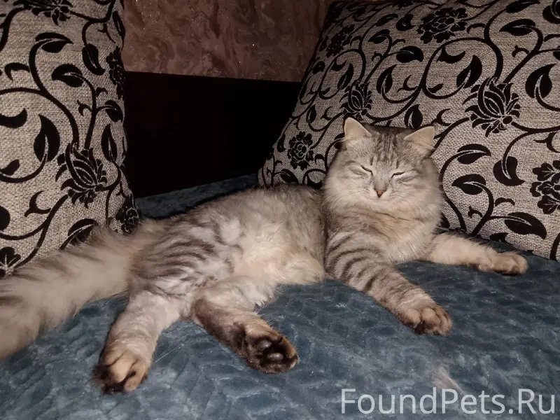 Пропал кот Фаня