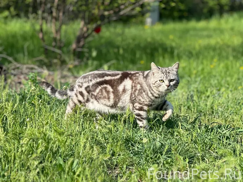 Пропал кот, район 56 школы
