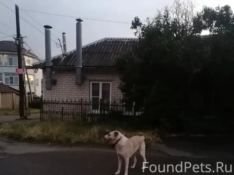 Пропал алабай, район ул. Герцена