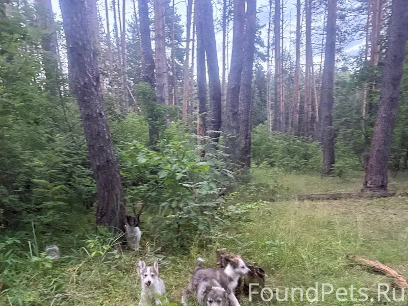 Найденны щенки, Мех. Завод