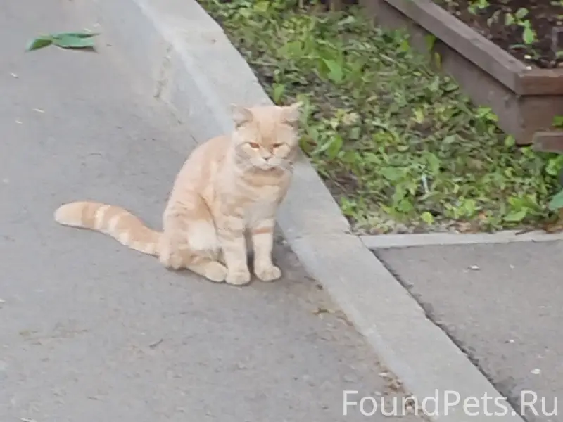 Найдена кошка, персик, ул. Городской Вал