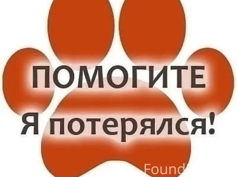 Пропал Рич, немецкая овчарка, район авиационной
