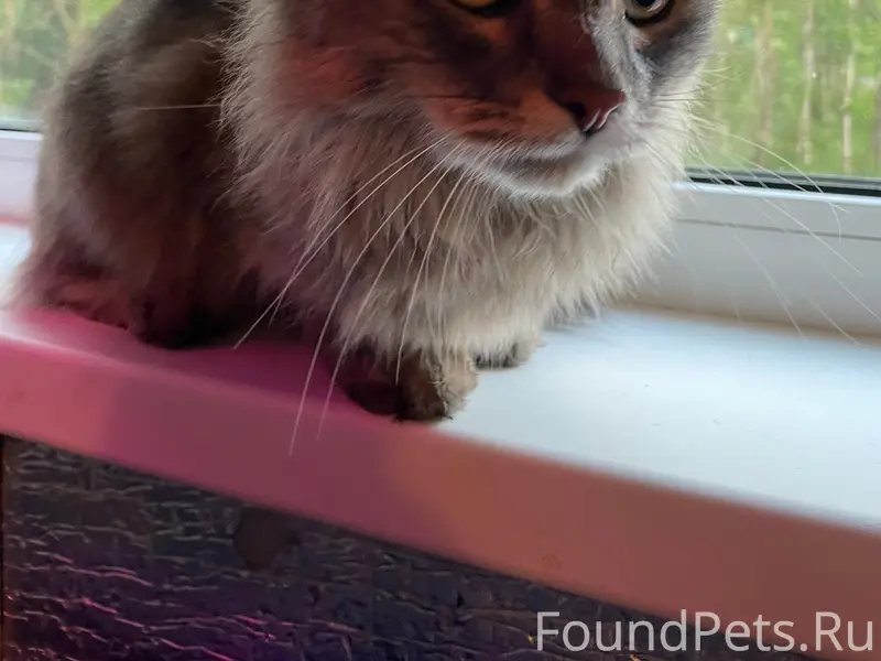 Найдена кошка, за 9 домом