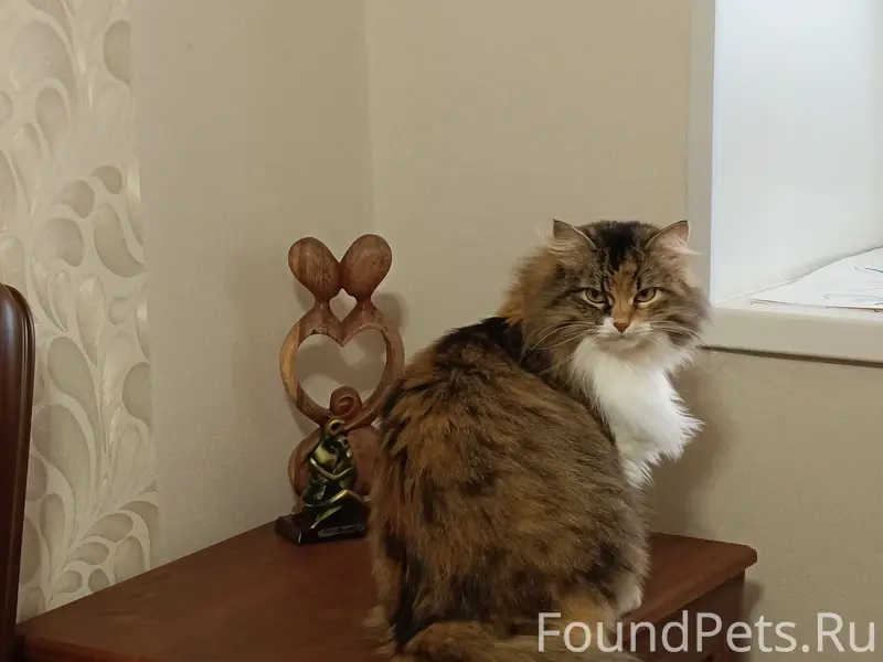 Пропала кошка Алиса