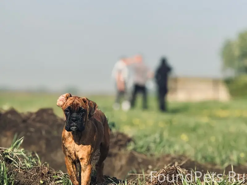 Пропала Немецкий боксёр Мэри, Кемерово