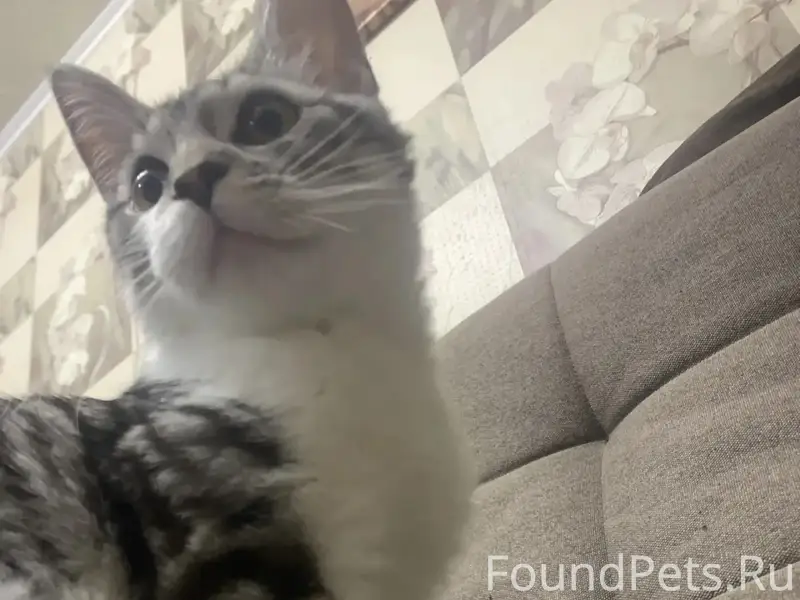 Пропала кошка, 11 мкрн