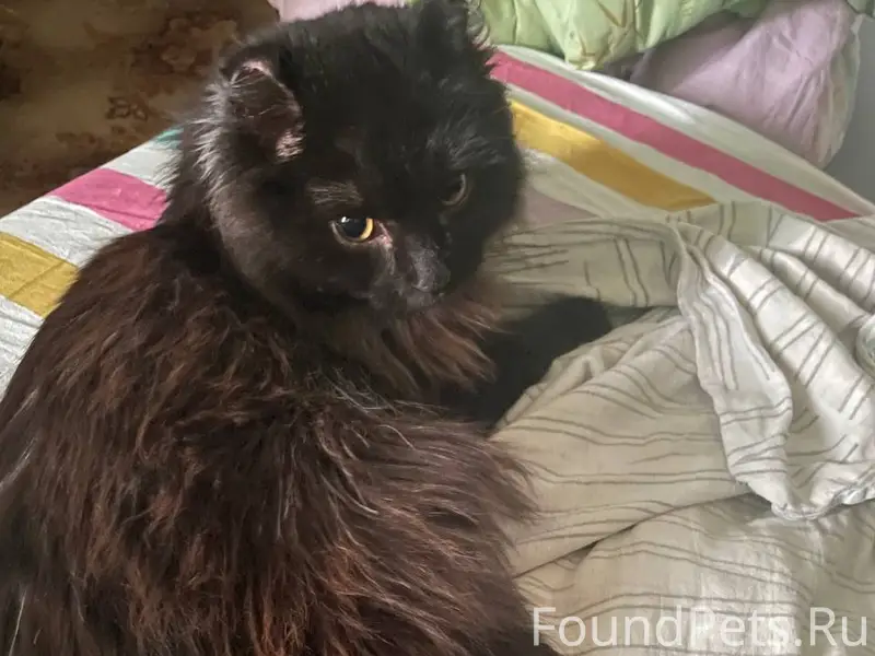 Найден чёрный кот, 6 мкр