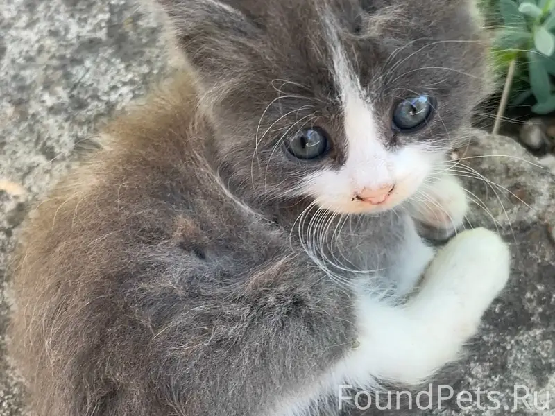 Пропал котёнок, ул. Гурзуфская